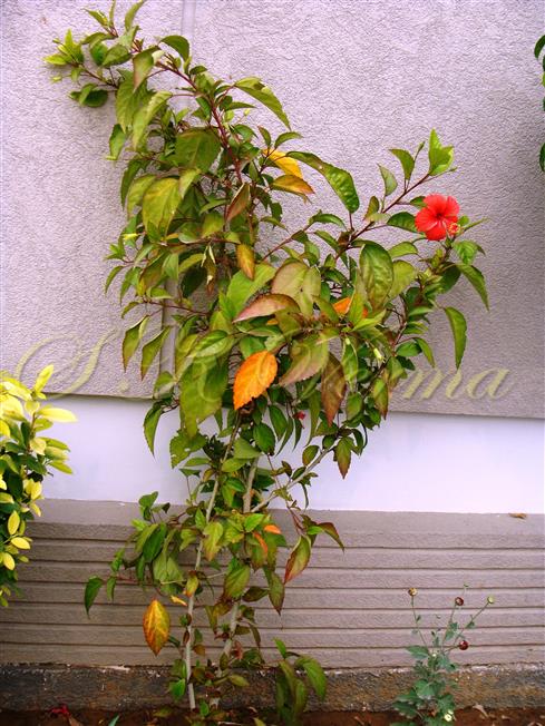  Plant